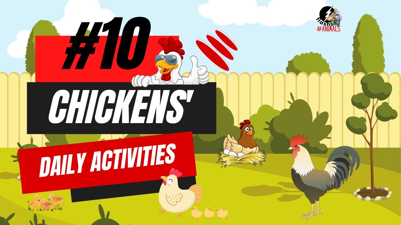 Daily Activities Of Chicken | Chicken Daily Routines | SECRET #10 Daily Activities of Chicken