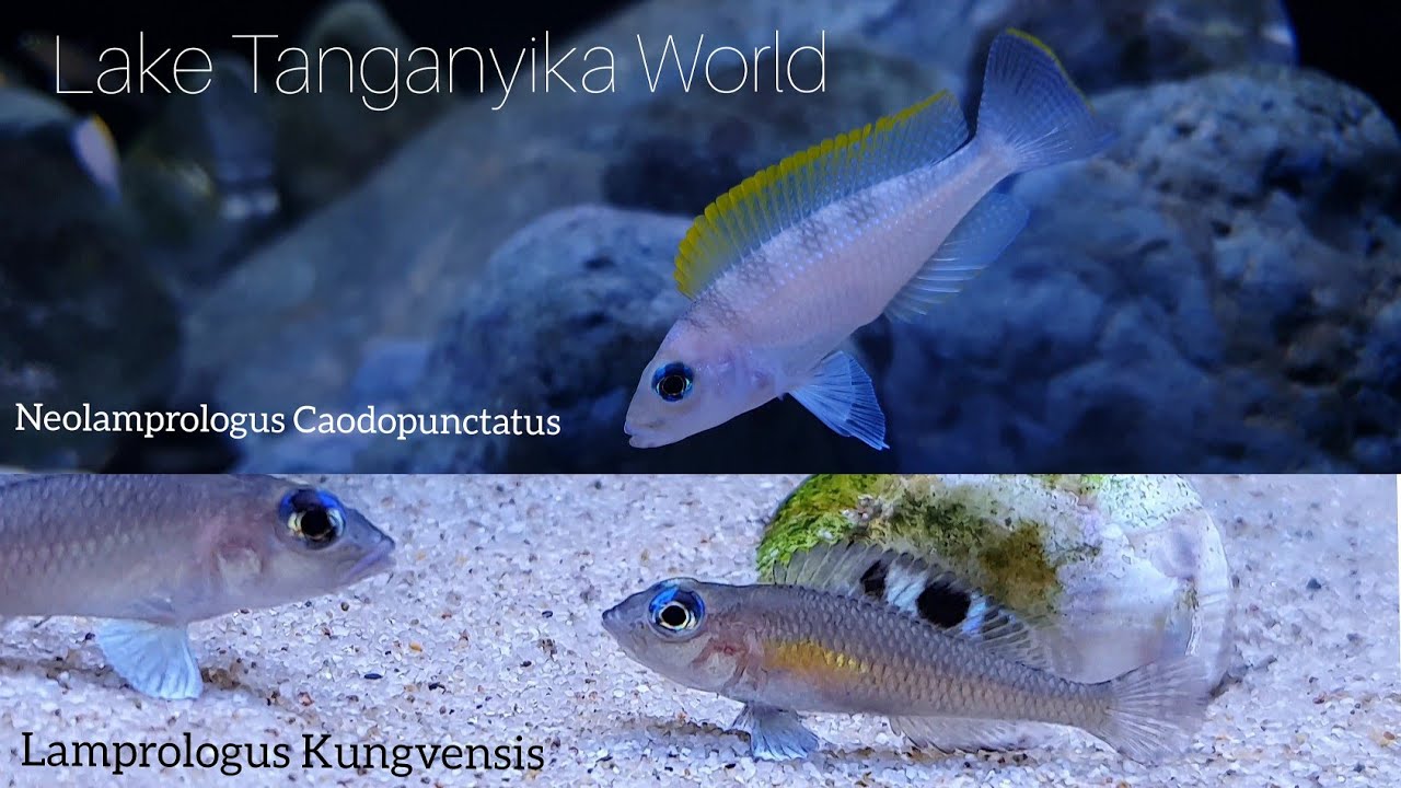 Neolamprologus Caodopunctatus / Lamprologus Kungvensis