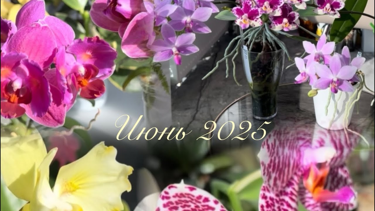 Обзор цветущих орхидей. Новые роспуски: Phal.FM-329, Phal.amabilis Surabaya x sib, Yaphon Little Ant