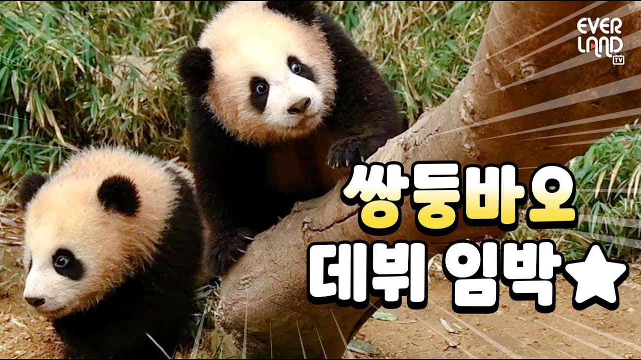 1월 4일 판다월드 데뷔 임박! 쌍둥이 아기판다 루이&후이 나들이 현장 공개(feat. 아이바오) | #Panda #Babypanda #Twins
