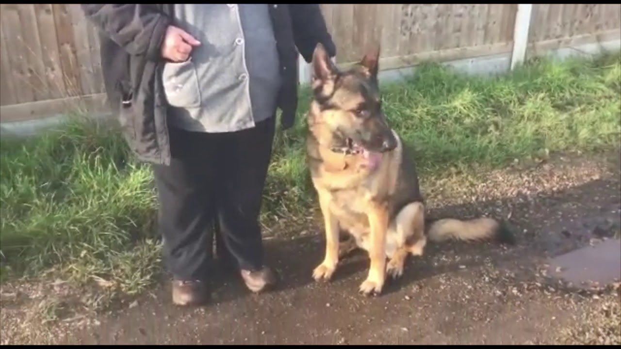 COUNTER CONDITIONING Dog REACTIVE German Shepherd