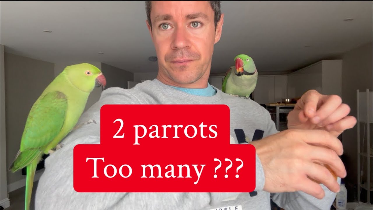 How to care for parrot ? #parrotvideos #parrotcare #owningparrot #alexanderparrot #ringneckparrot