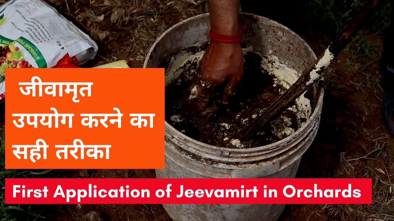 First Application of Jeevamirt in Orchards | जीवामृत उपयोग करने का सही तरीका