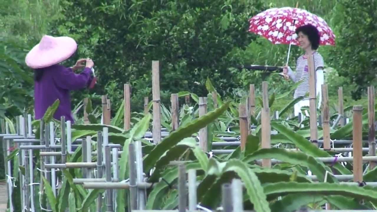 2012.9.10南投縣名間鄉埔中村(無毒火龍果園)曾圭明錄製