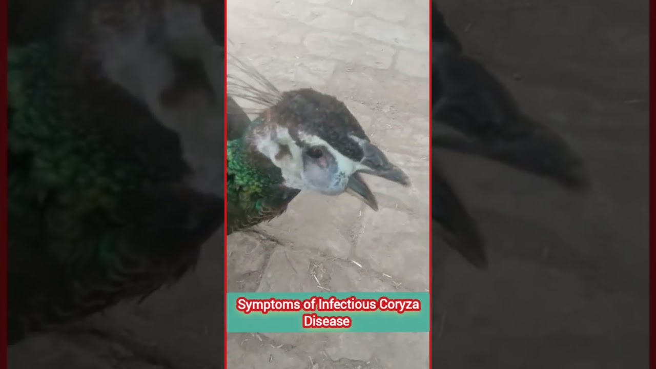Infectious Coryza Symptoms in Peacock 🦚 #shorts #coryza