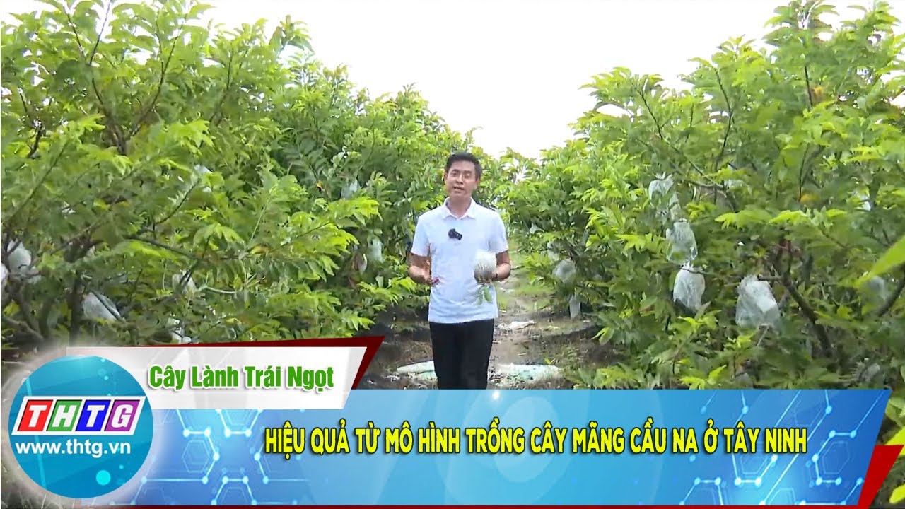 Hiệu quả từ mô hình trồng cây mãng cầu na ở Tây Ninh
