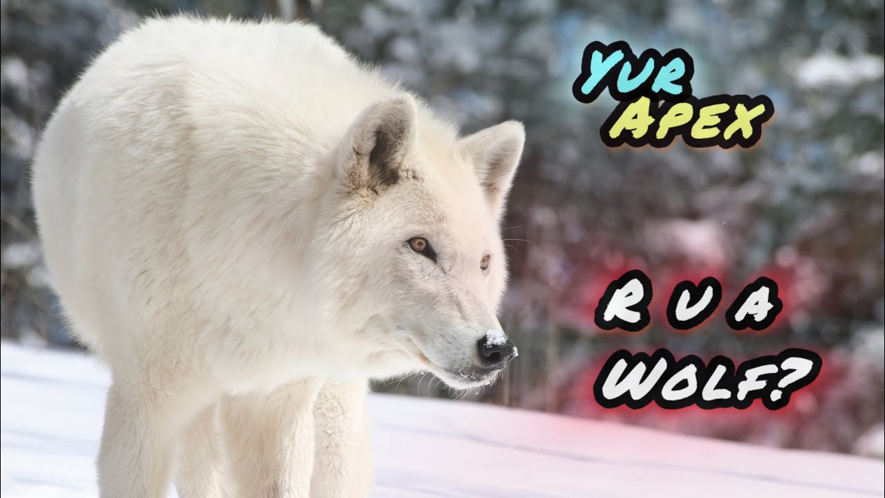 YURAPEX: Wolf (The Collective Will) 