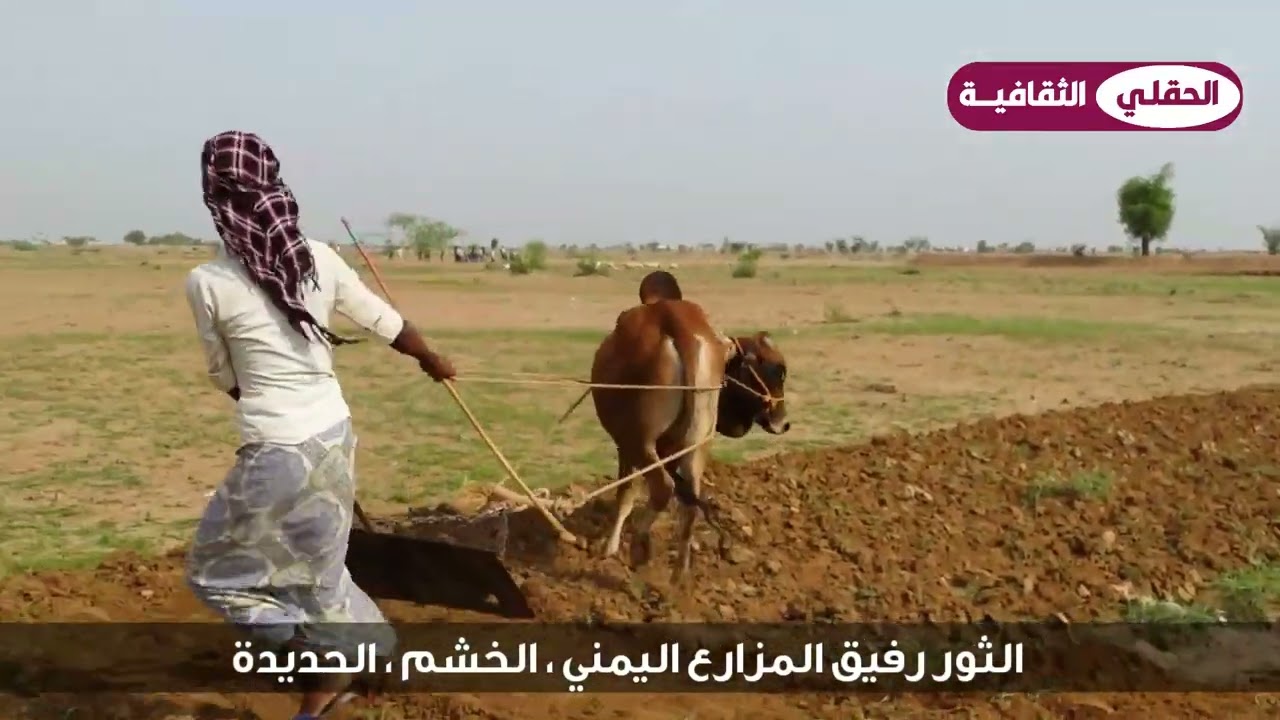تهامة اليمن الثور صديق الأرض والفلاح ـ أيوب طارق#قناة_الحقلي_الثقافية