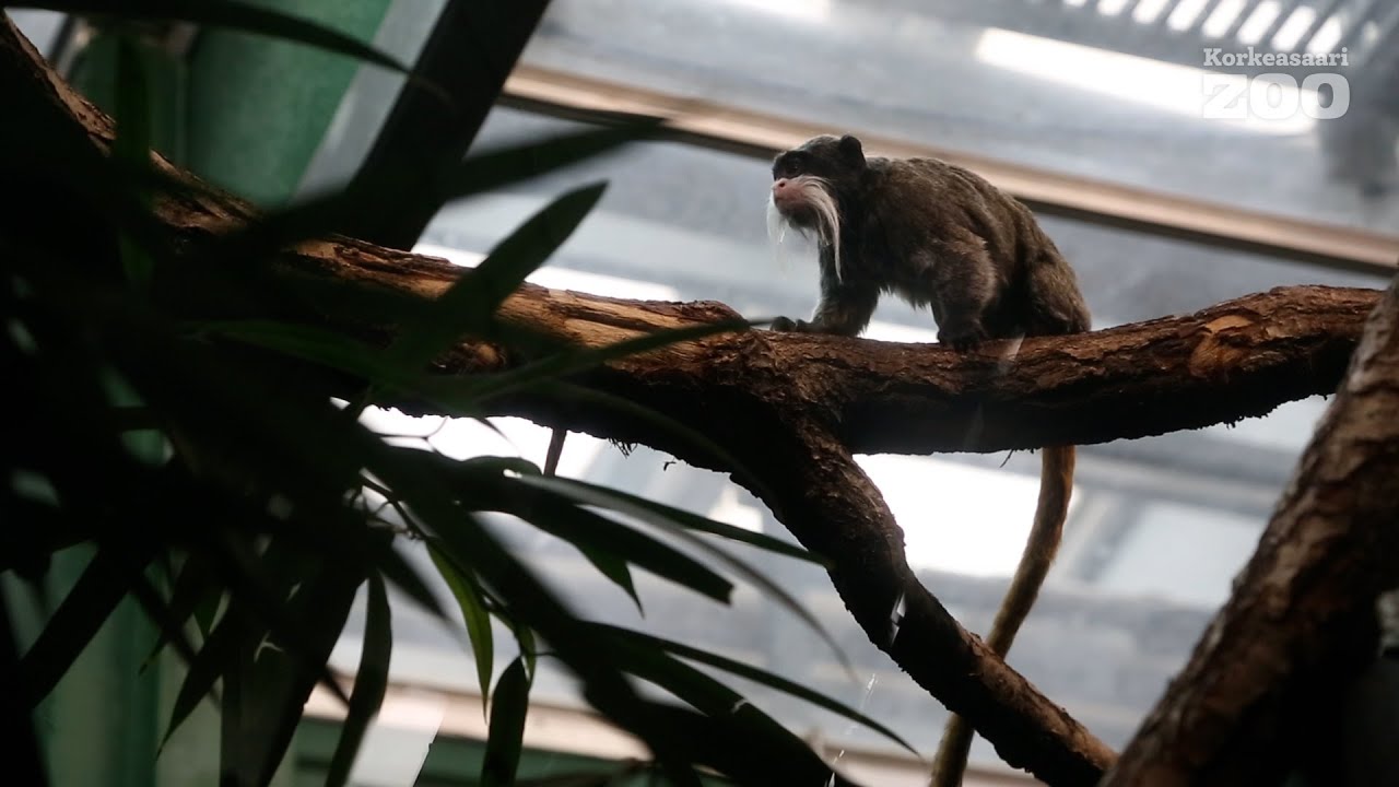 Keisaritamariineja on asunut Korkeasaaressa jo yli 30 vuotta