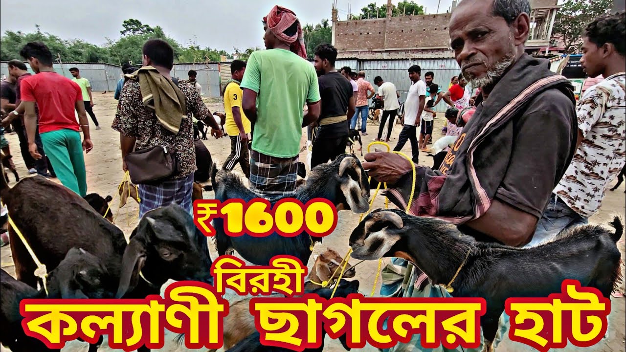 সস্তায় ছাগলের হাট।। cheapest goat market@Mr Explorer