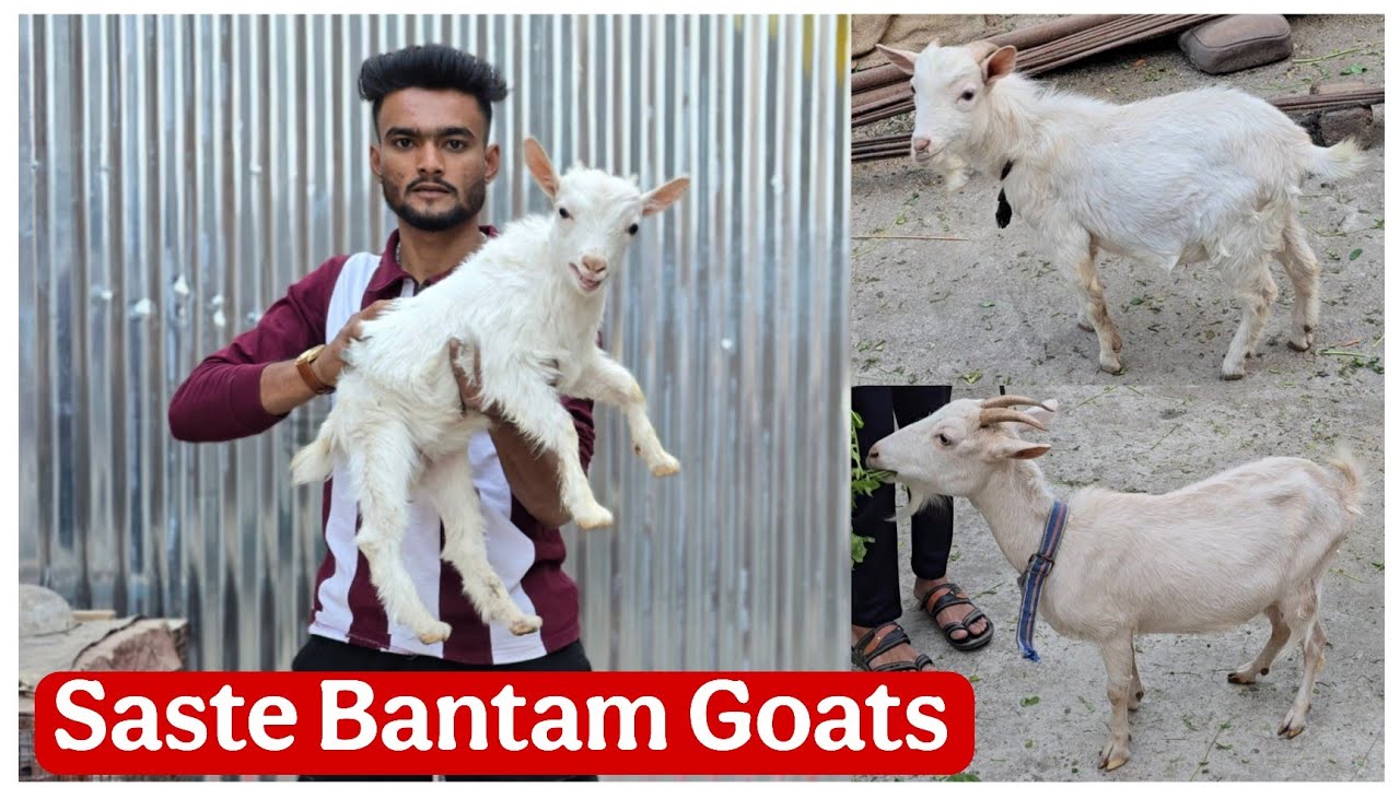Saste Bantam goats at Aurangabad Maharashtra 