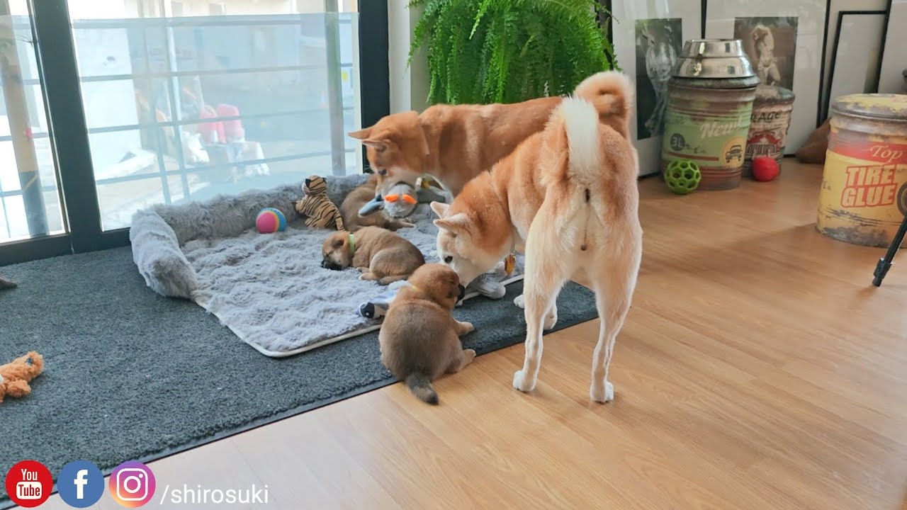 Potat wasn't feeling too well and Suki went to check on her ❤️