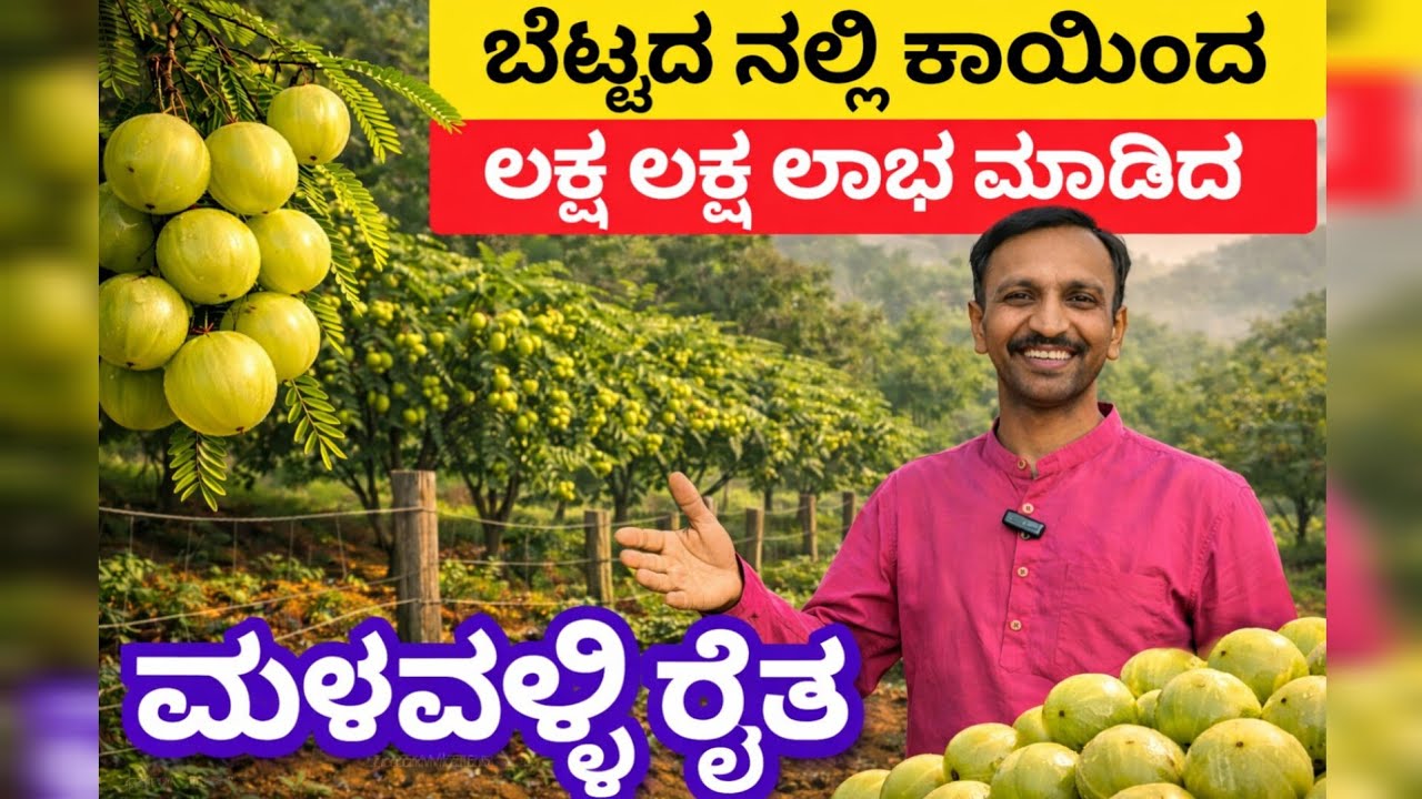 ಬೆಟ್ಟದ ನಲ್ಲಿಕಾಯಿ ಬೆಳೆಸಿ ಲಕ್ಷ ಲಕ್ಷ ಲಾಭ | Amla Farming in Kannada | Malvalli farmer