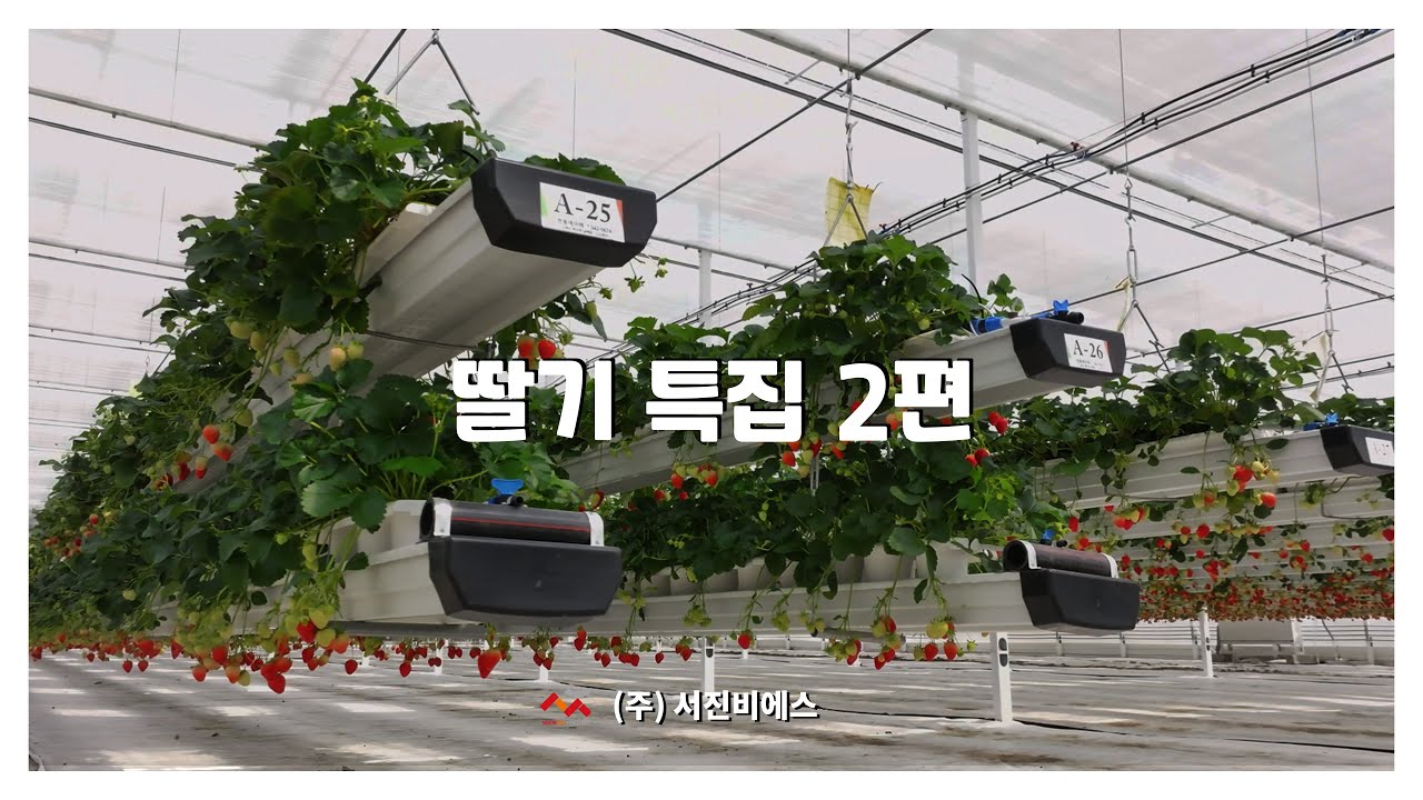 딸기 특집 2탄