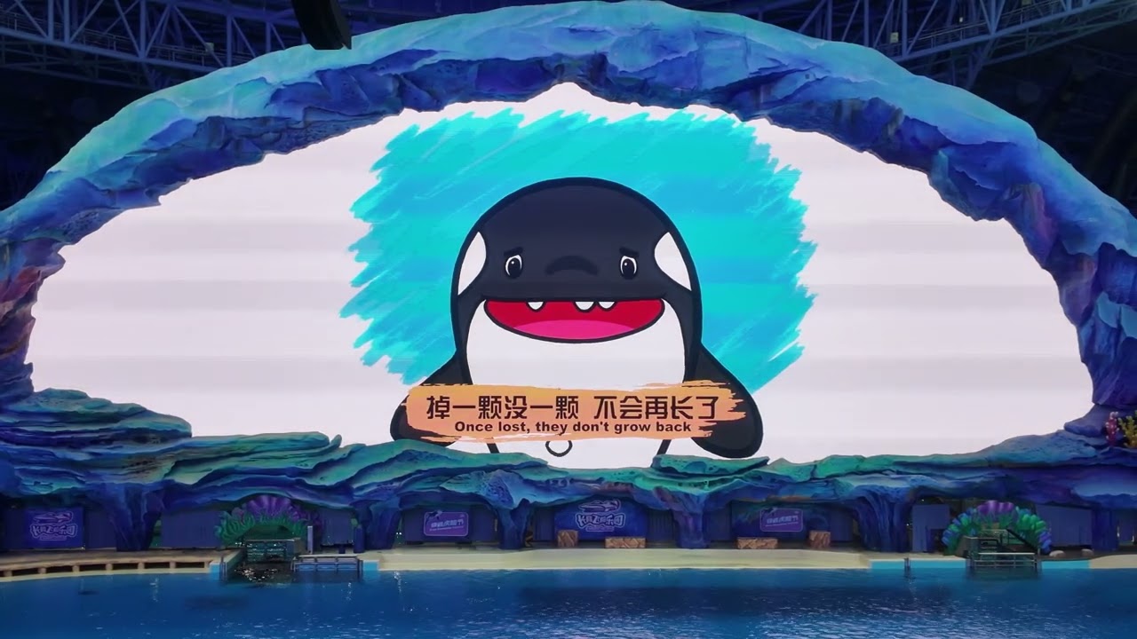 Orca Encounter Festival | Stunning Killer Whale Show Experience at CHIMELONG SPACESHIP Zhuhai China 