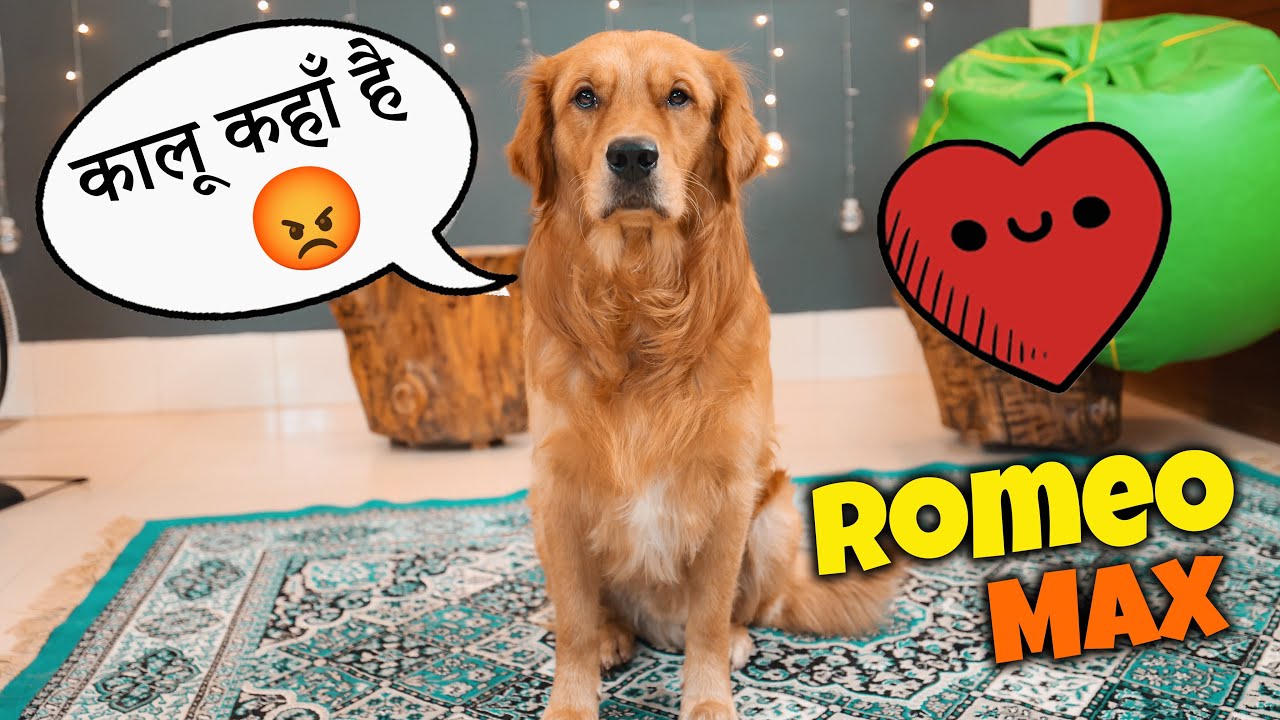 Max Romeo  ban Gaya❤️🙈 | The Himalayan Husky