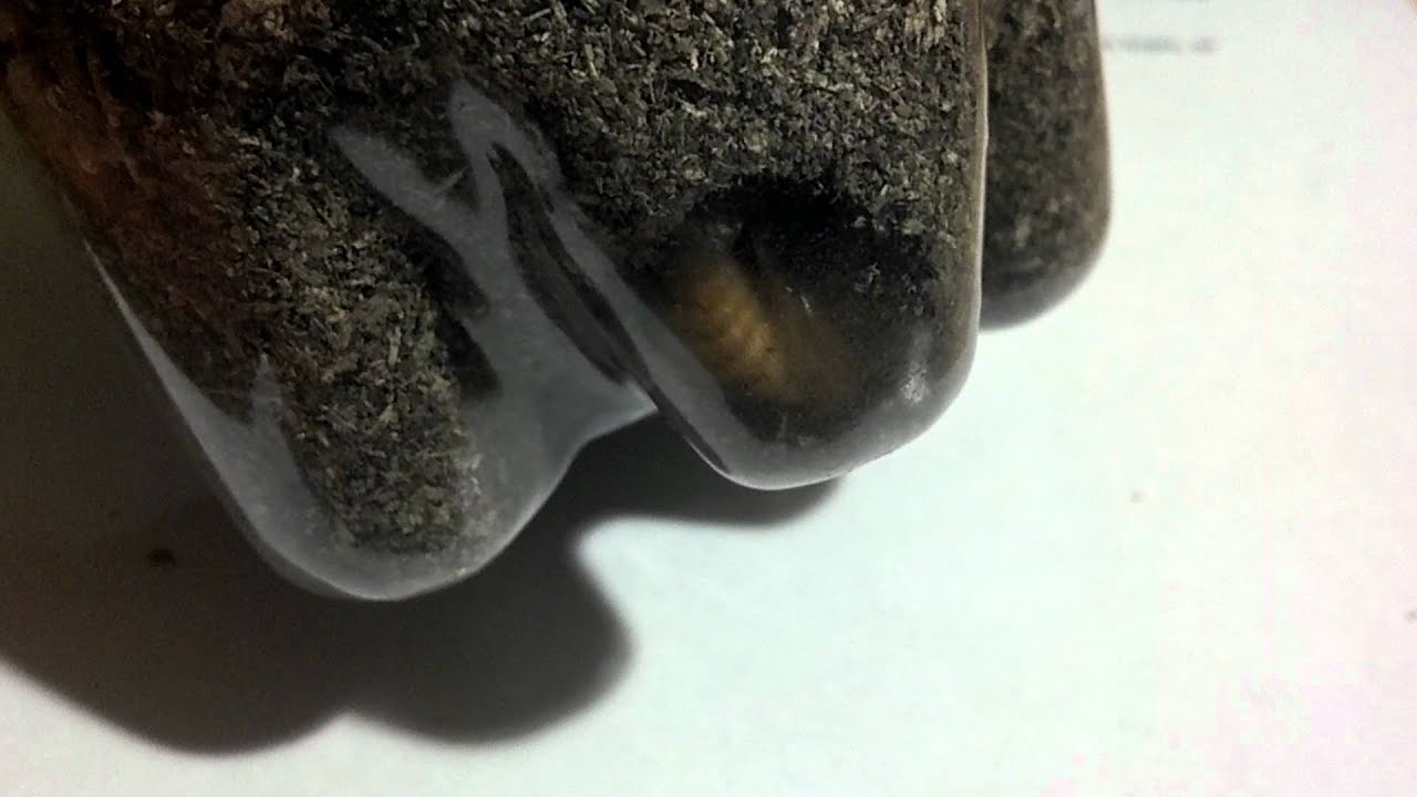Beetle pupa