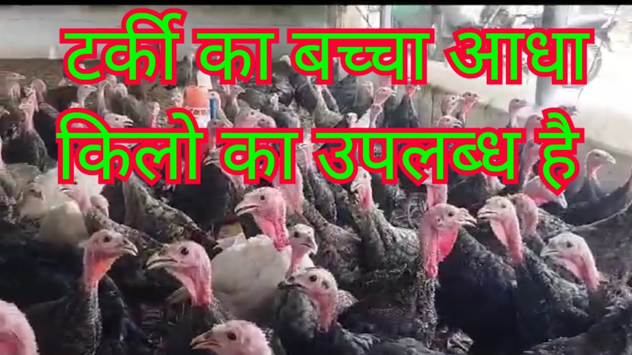 Turkey chicks 45 Days old Available for sale 8103145060 MP. Chhindwara
