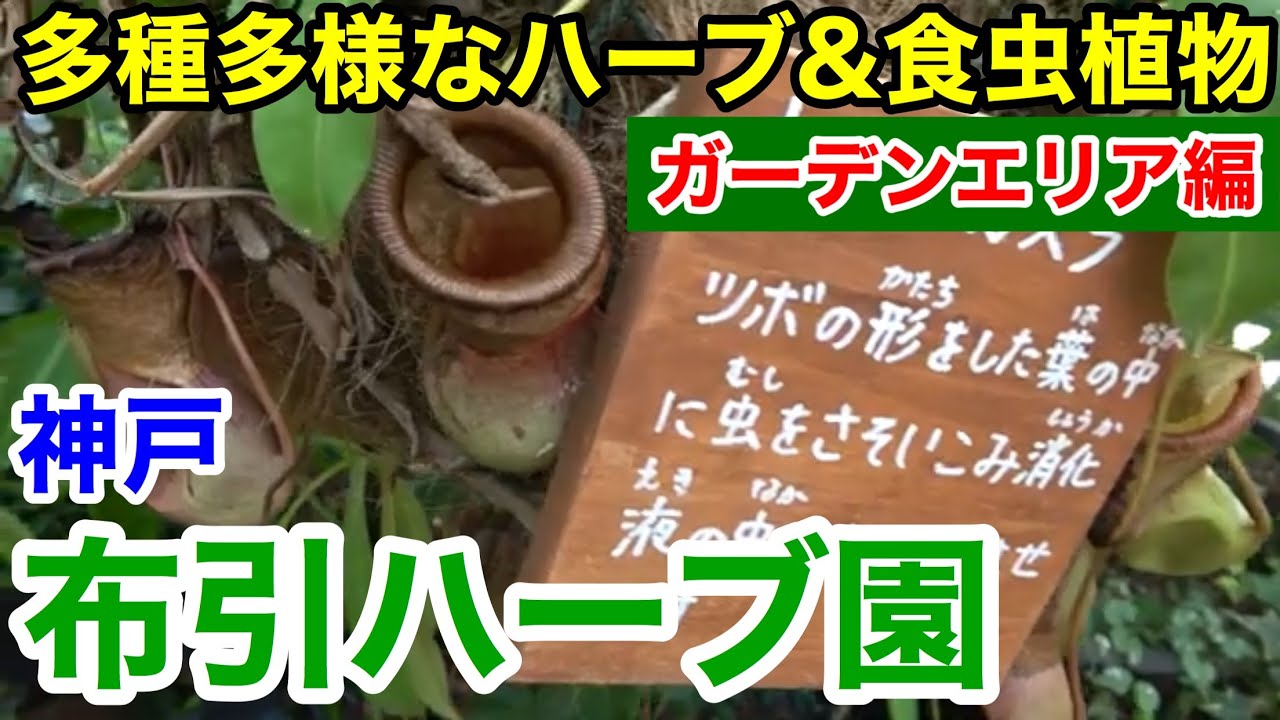 【神戸観光】ハーブの香りを満喫&食虫植物の恐怖！ 神戸布引ハーブ園 〜ガーデンエリア編〜
