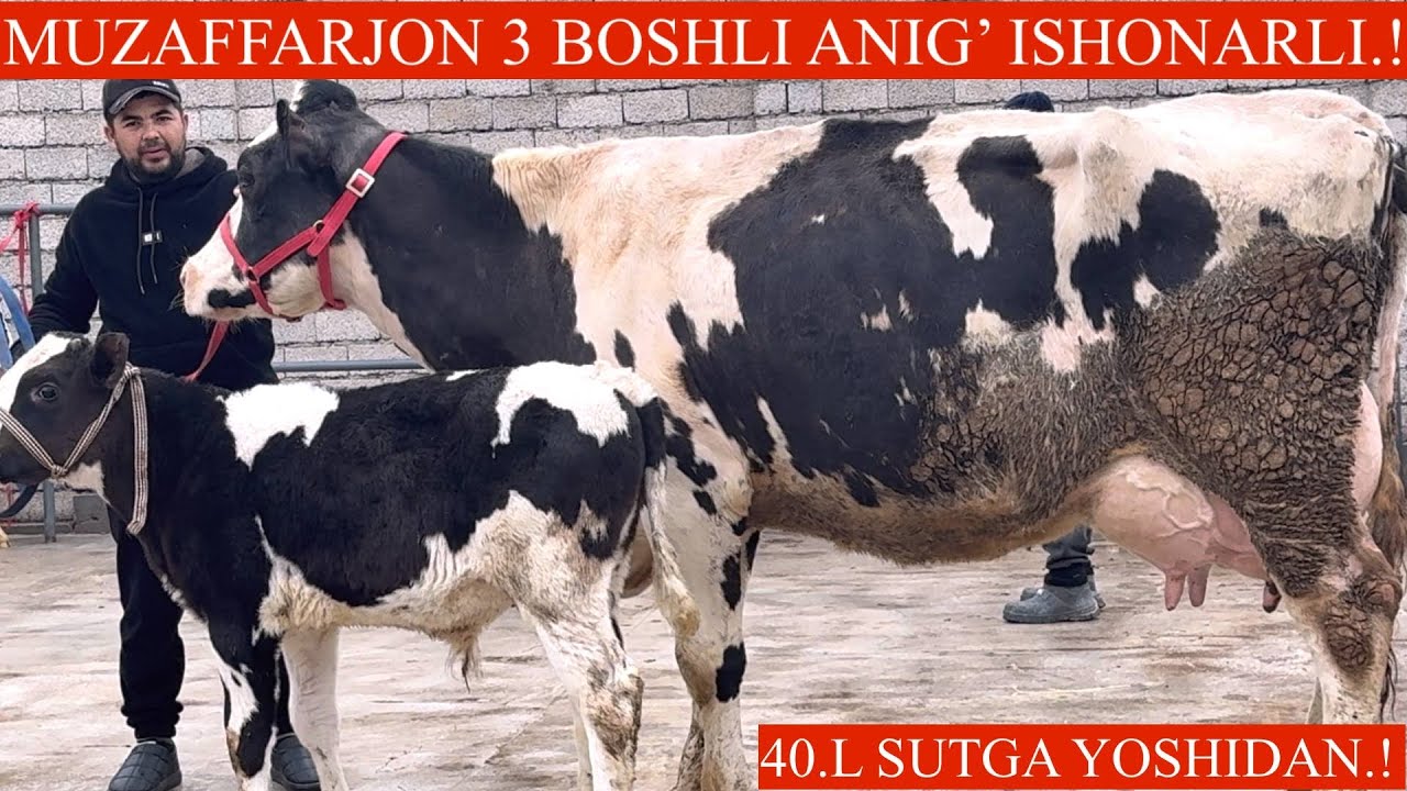 🥛🌨️SUT YOʻNALISHIDA😳MUZAFFARJON FERMASIDA JUDA ARZON NARXLARDA ONA BOLA SGIRLAR💥🏃