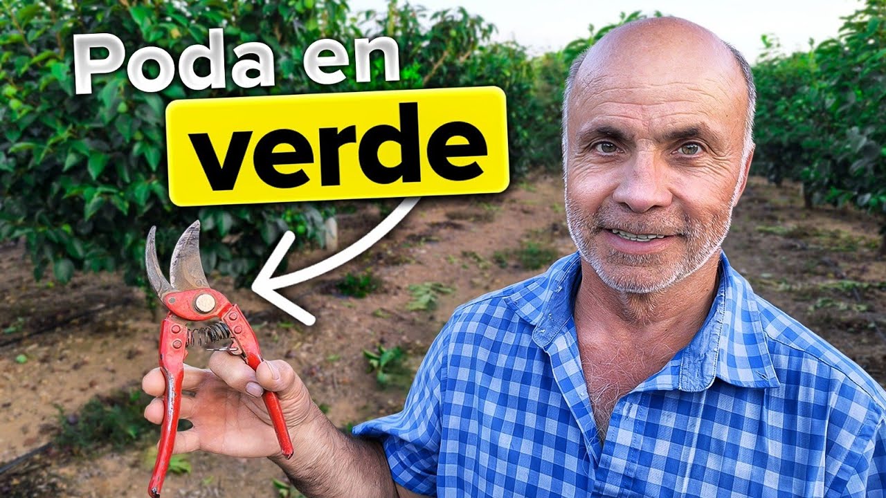 ✂️ PODA de CAQUIS de Verano: Consejos de un Experto