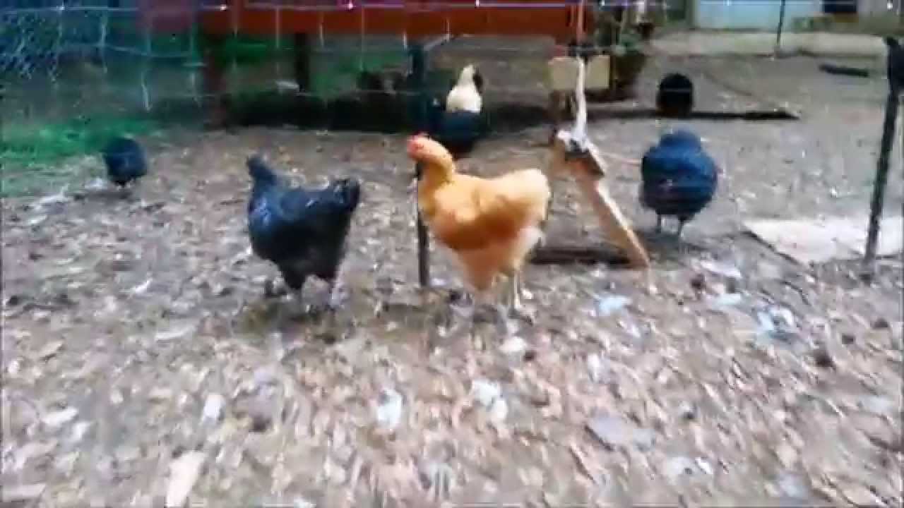Buff cockeral