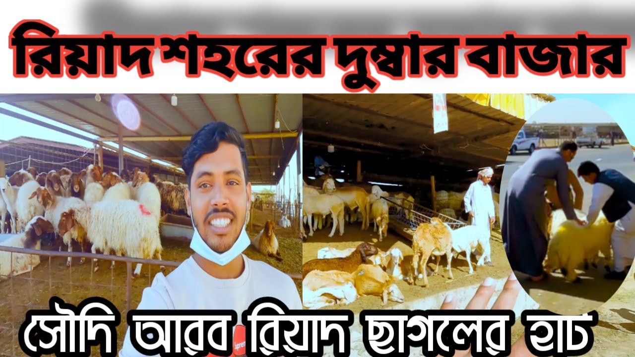 আরবিয় দুম্বার বাজার\ সৌদি আরব পশুর হাট | Goat market in Saudi Arabia Animal Market saudi Riyadh..