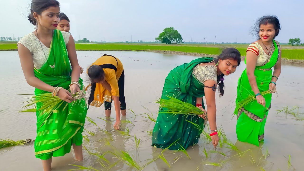 गांव मे औरते धान कि रोपनी करते हुए कैसे गीत गाती हैं। कजरी गीत 2022 |IMR Films