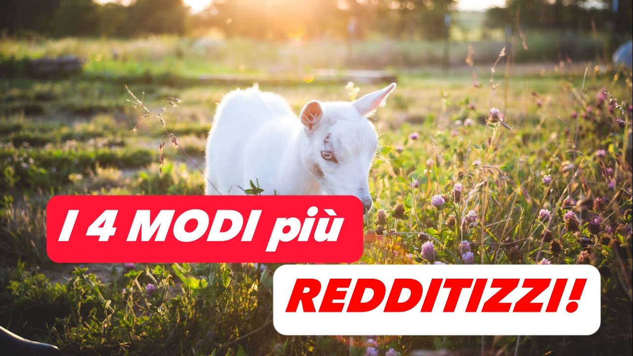 CAPRE | Quali Sono I 4 Possibili Modi Di Allevarle