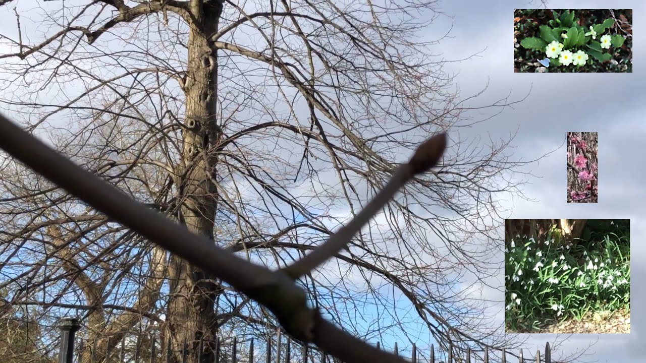 Springwalk 1: Parks Road and North Oxford, February 25th 2025