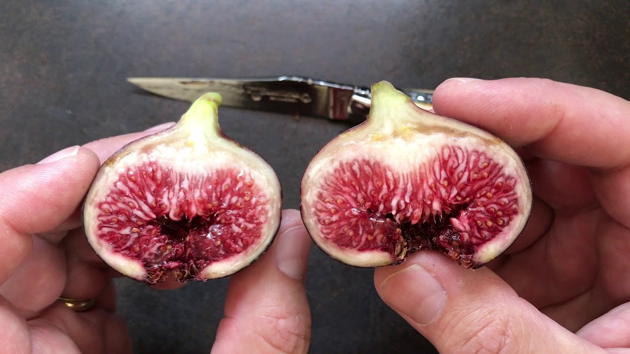 french fig farm: Violette de Sollies