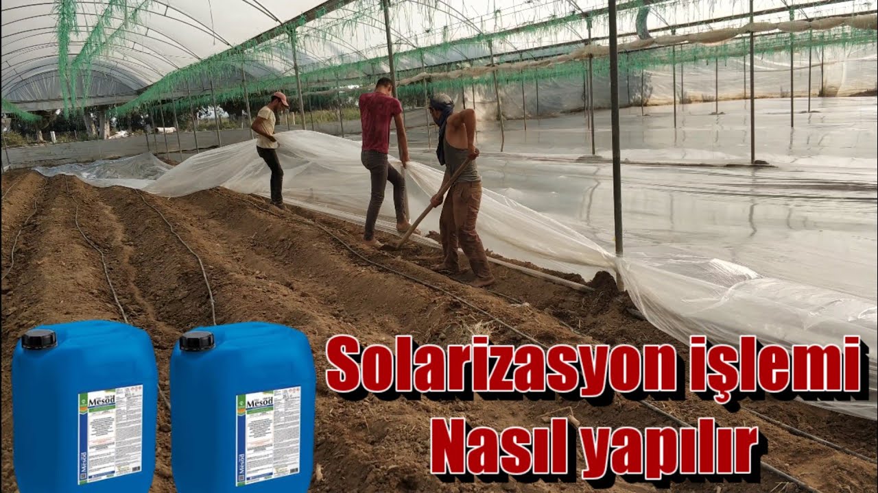 45 Serada Solarizasyon işlemi nasıl yapılır. Kabak kavun Ekim Öncesi yapılması gerekenler