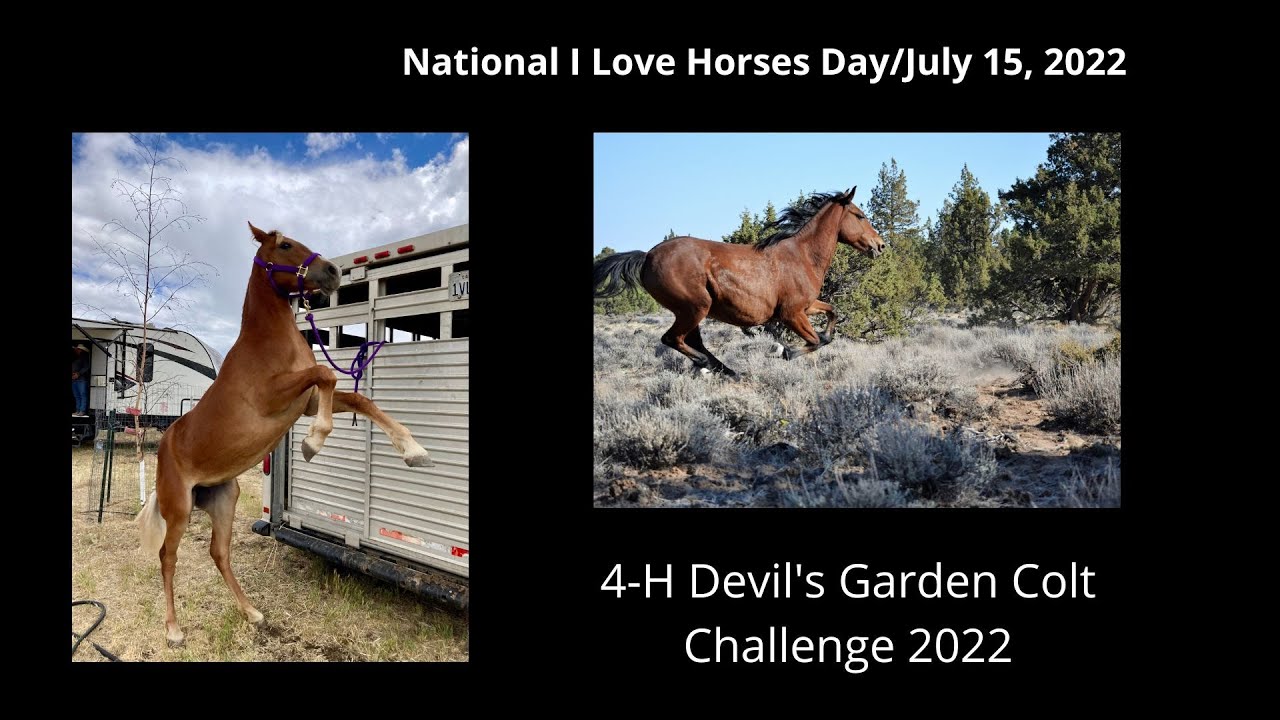4-H Devil's Garden Colt Challenge