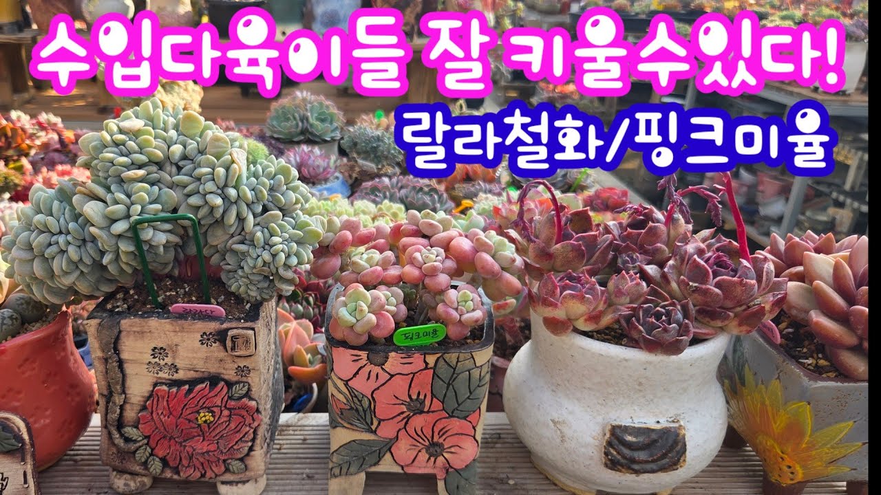 랄라철화, 핑크미율, 마스터버블, 러블리로즈철화 김자매다육 010.5119.5520 