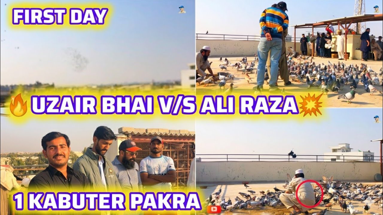 1 Kabutar pakra | 15 kabuter jhuk Gaye | 🔥UZAIR bhai V/S Ali Raza💥| 600 kabutaron k ladaiyan | 1 day