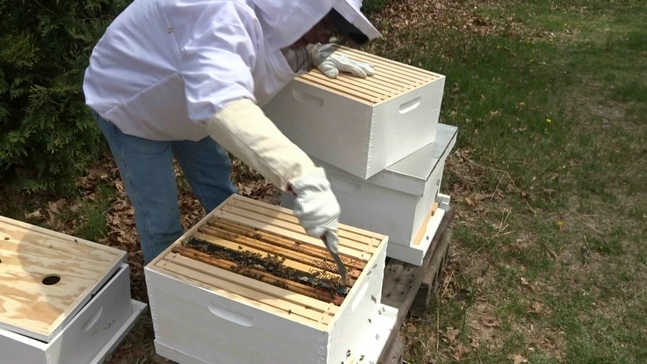 Adventures in Beekeeping Ep  6:   Adding a second deep brood box
