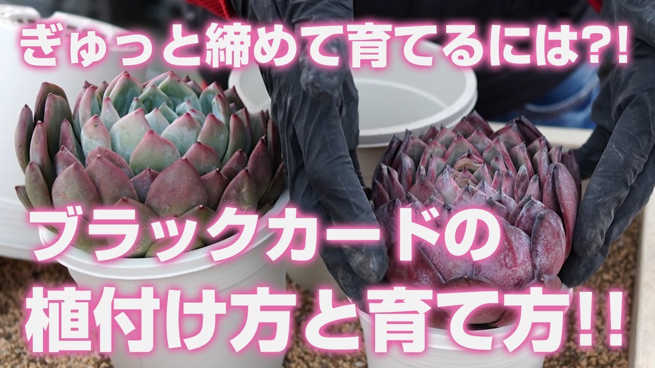 【多肉植物】ブラックカードの植え付け方と育て方!!ぎゅっと締めて育てるには?!【succulent】トロピカルガーデン