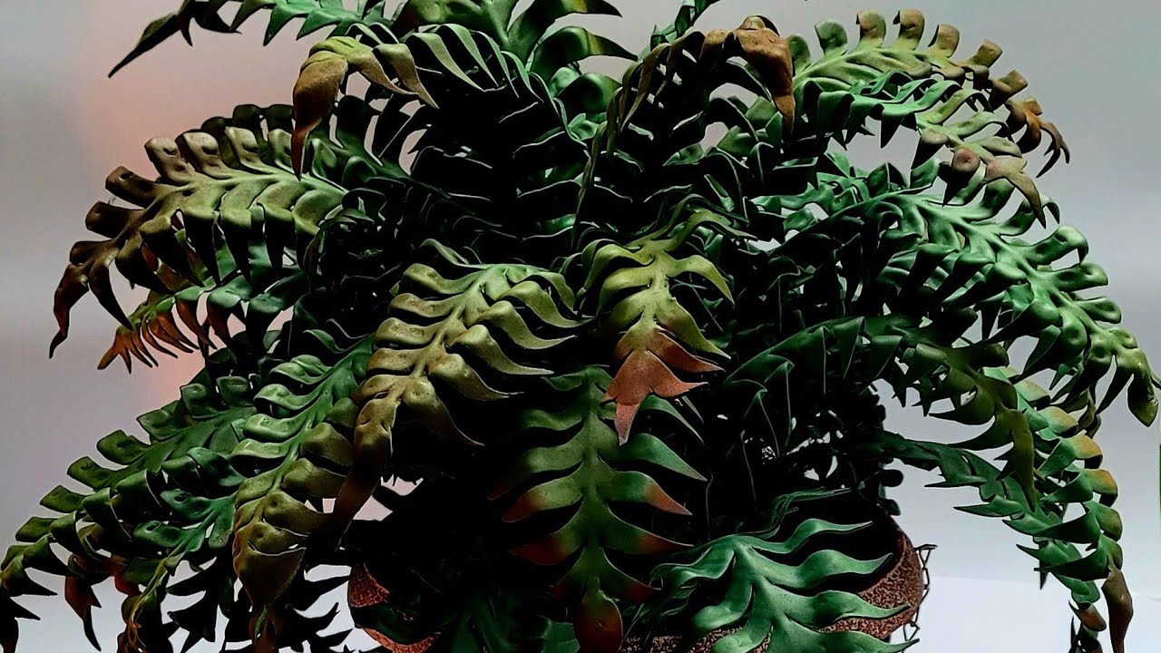 PLANTA DE HELECHO EN FOAMI.