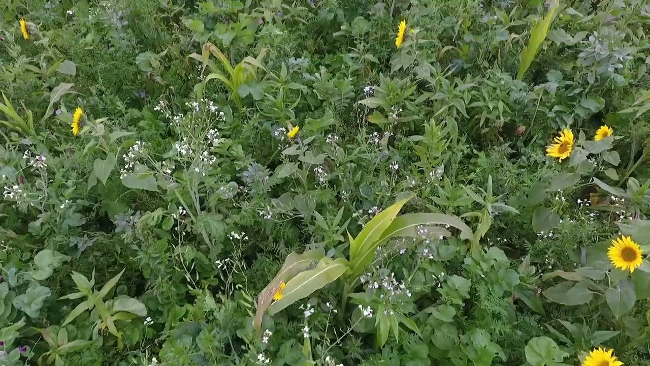 Přímé setí pšenice ozimé a pelušky ozimé do vzrostlých vymrzajících meziplodin.