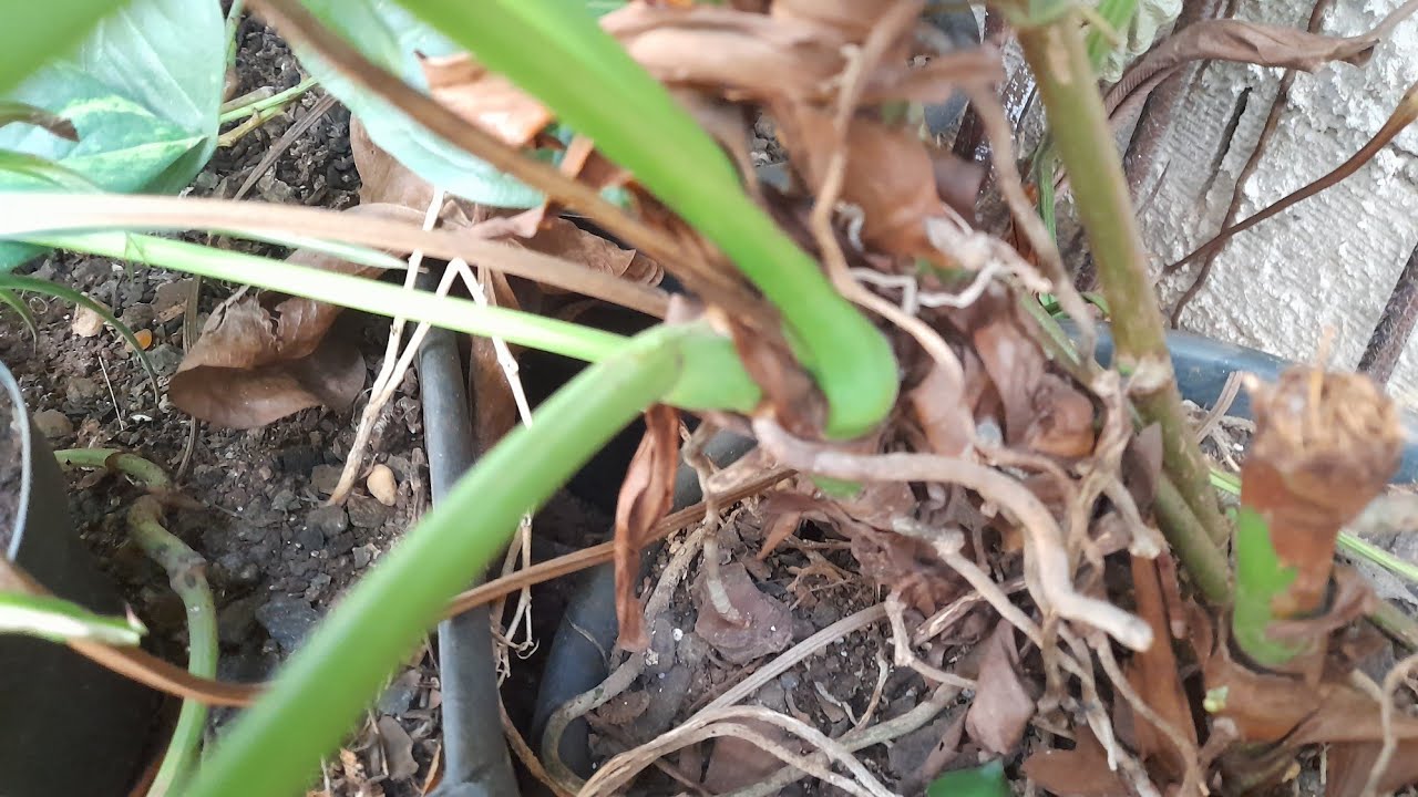 Como replantar  Anturio quando está 