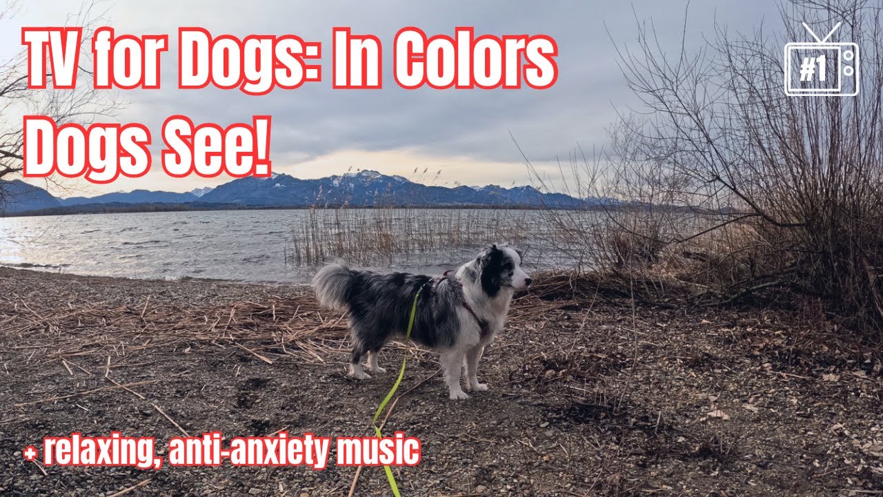 Dog TV - Virtual JANUARY Nature Walk COLOR SCALED for Dog’s Vision, RELAXING Sounds, GoPro