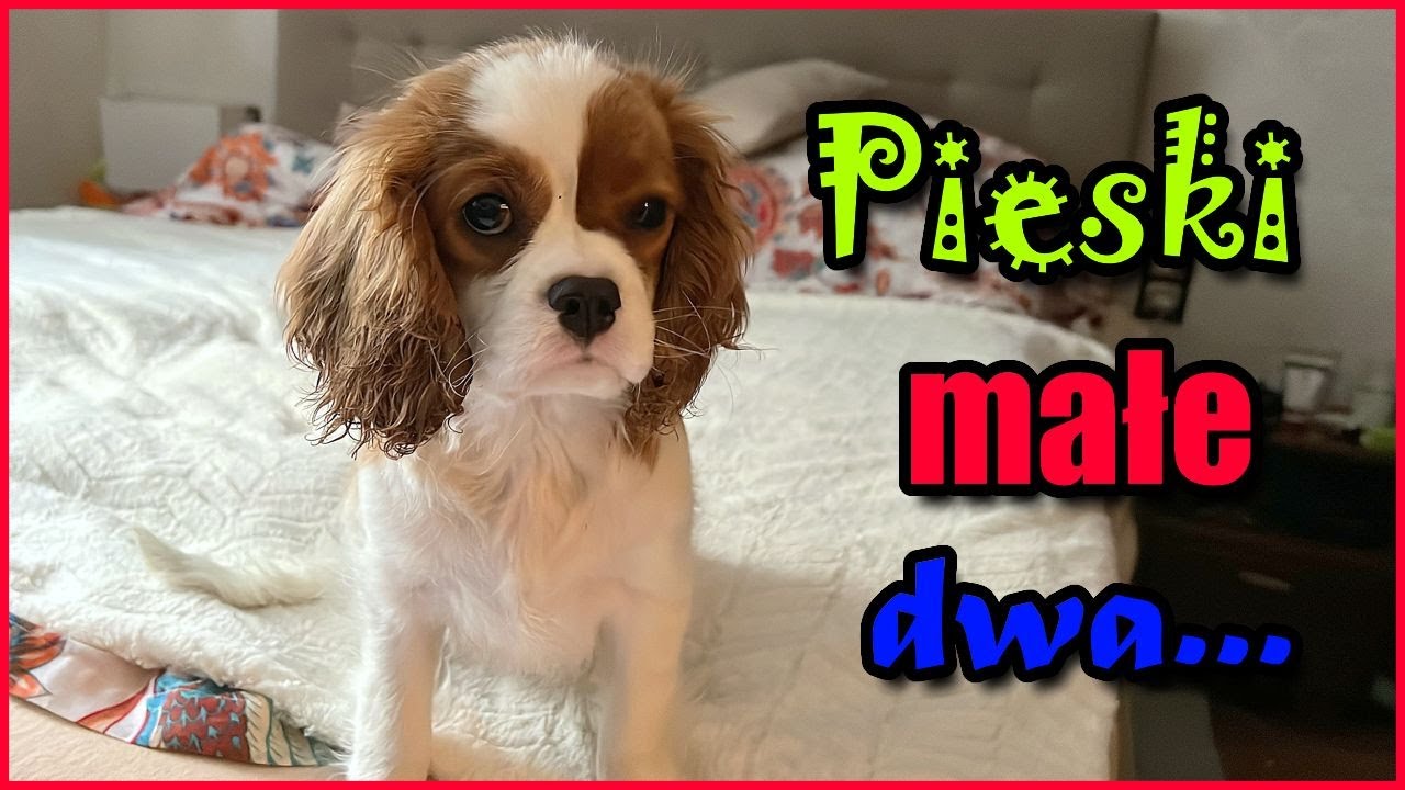 🐶Wszystkie rzeczy moich psów🐶 | Poznajcie Lili ❤️