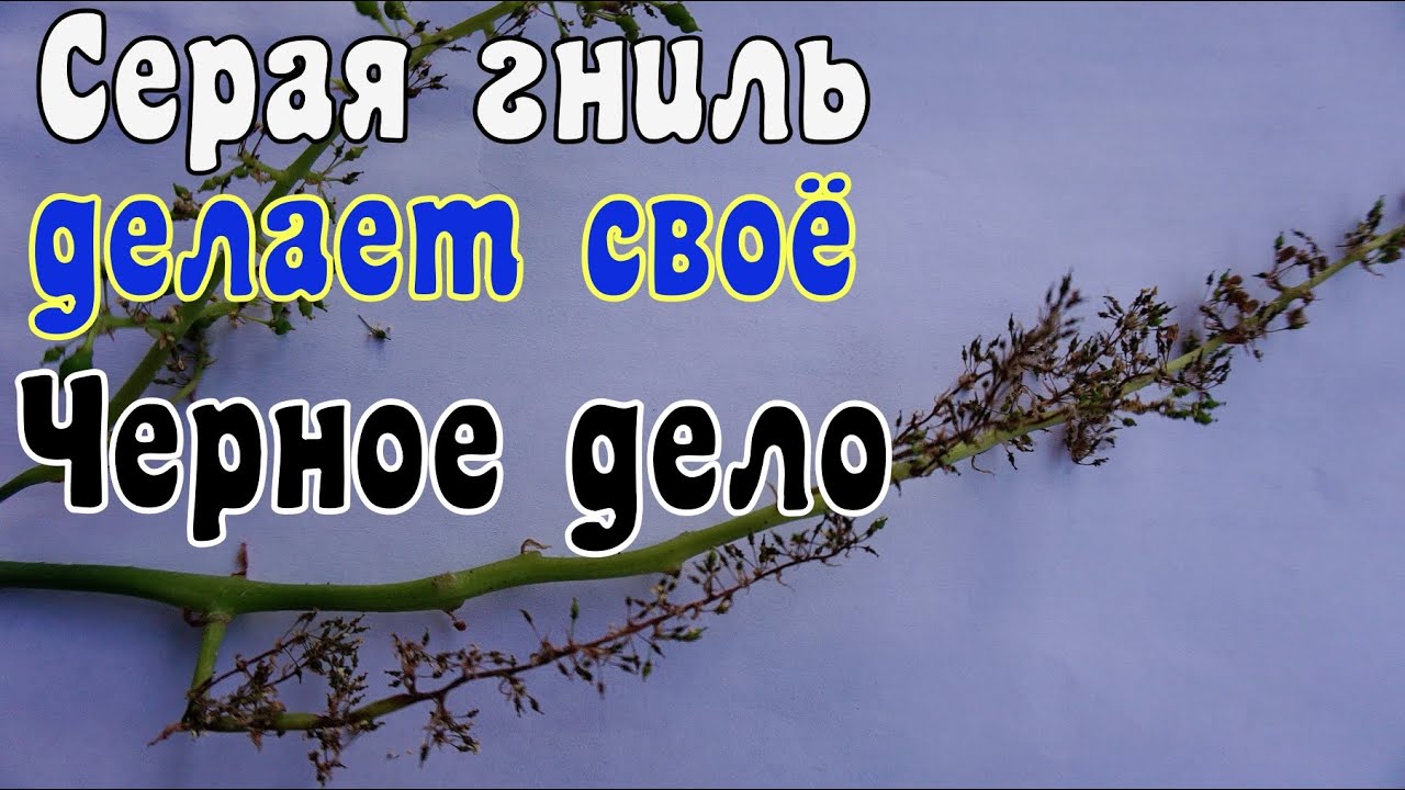 Виноград в теплице после цветения. + 40 ºC . Жара !