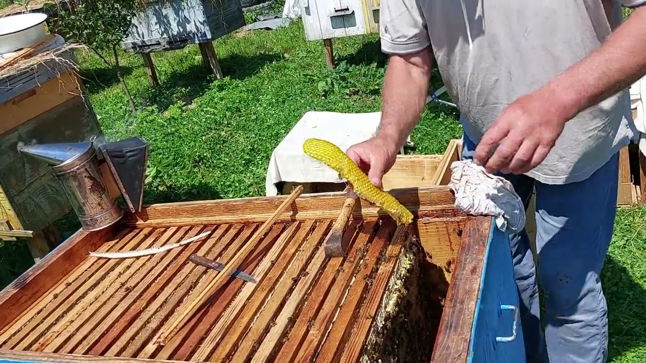 Гарна історія вдалого пасічницького сезону на Буковині з рекордним медозбором ( 2023 р.)