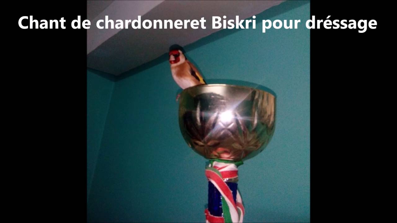 Chant de Chardonneret de Biskra pour Dréssage
