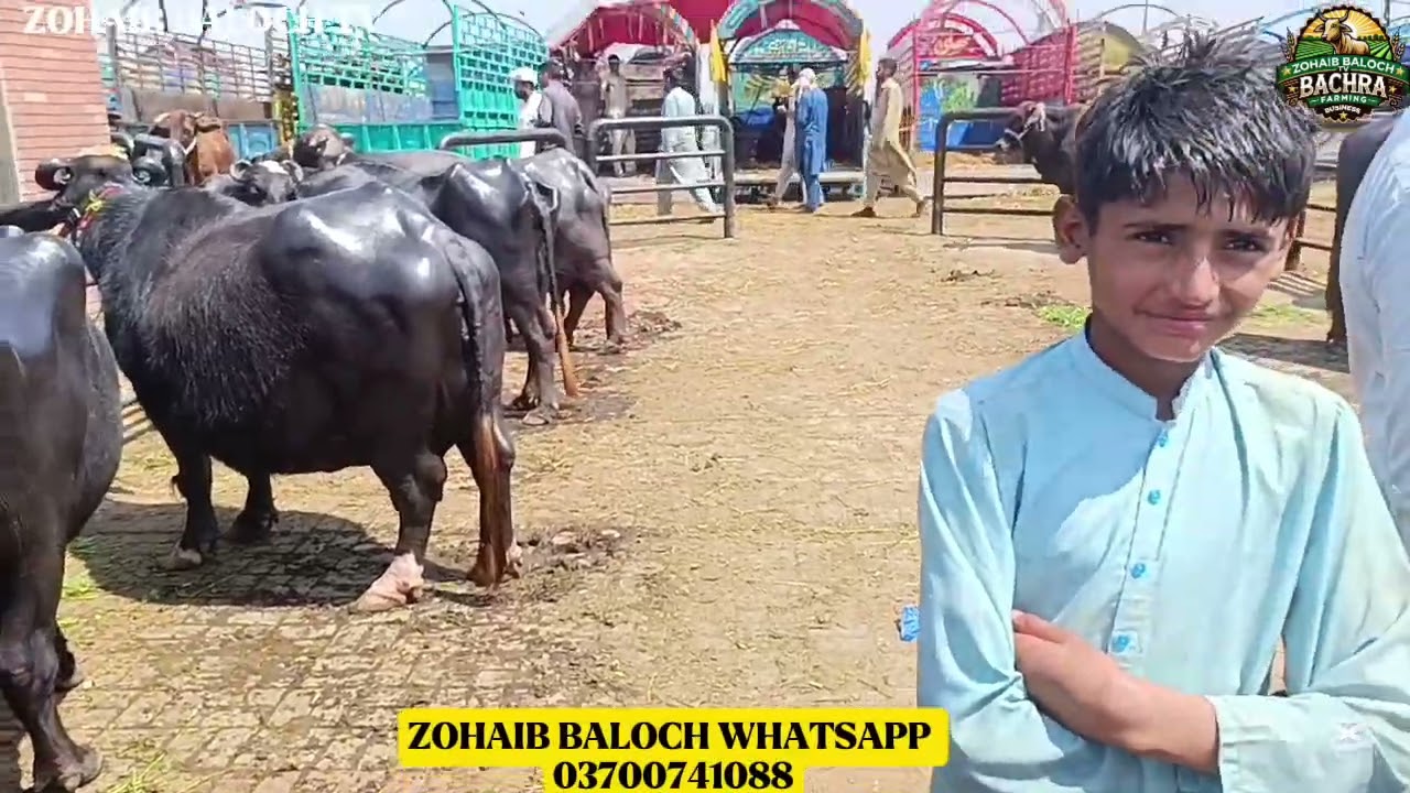 Saturday sheikhupura MANDI UPDATE || ANMOOL GIFTED JHOTIAN | LOW COST BUFFALO FARMING | NILI JHOTIAN