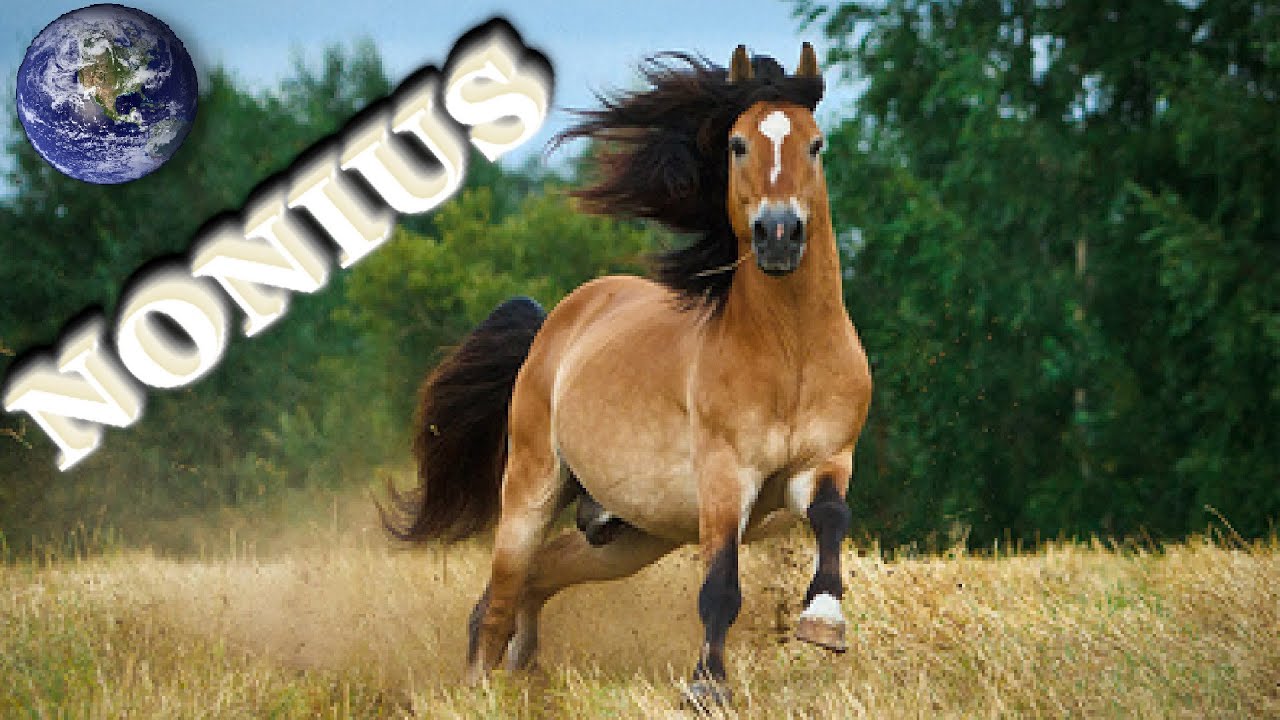 TOP Beautiful Nonius Horse in the World!