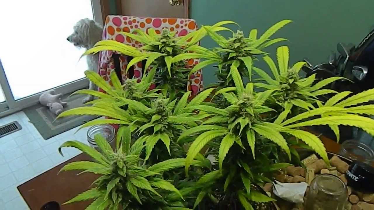 Kandy Kush