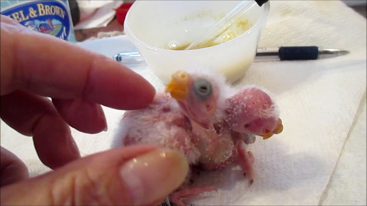 Bourke Parakeets Not Feeding Their Hatchlings. How We Handled It.