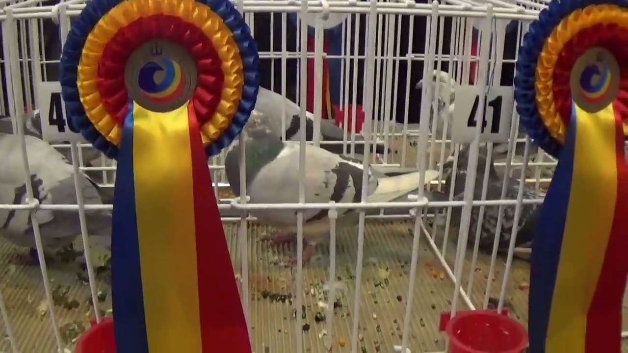 Expozitie nationala columbofila comuna Columba UCPR Bucuresti Romania 31 ian 2026 part 2